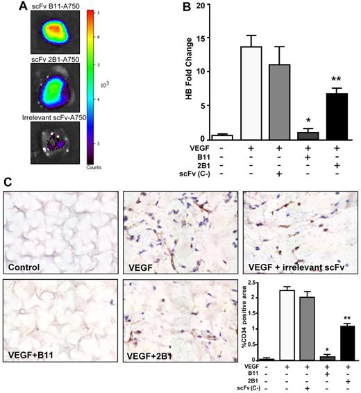 Figure 5. Inhibition of VEGF-induced neoangiogenesis in a Matrigel plug model. (A) In vivo assessment of the vascular targeting capability of ephrinB2-specific scFvs labeled with Alexa 750 in mice bearing VEGF-containing Matrigel plugs. Representative fluorescent images of Matrigel plugs taken from the killed mice at 8 hours after IV injection of Alexa 750–conjugated scFvB11 (top panel), Alexa 750–conjugated scFv2B1 (middle panel), or an irrelevant Alexa 750–conjugated scFv (bottom panel). Color-coded scale of fluorescence counts (× 103) is shown at right. (B) Quantification of hemoglobin in Matrigel plugs removed from the scFv-treated or untreated mice as indicated, after 10 days after implantation (n = 6). Data are presented as hemoglobin fold change over unstimulated and untreated group (negative control). *P < .001 and **P < .01 versus VEGF-stimulated and untreated positive control. (C) Representative sections of the indicated Matrigel plugs excised on day 10. Endothelial cells were labeled with CD34 (brown), and the sections were counterstained with hematoxylin (blue). Quantification of CD34-positive area is shown in the bottom right panel. Bars represent the mean percentage of positive area ± SD (n = 6). *P < .001 and **P < .01 versus VEGF-stimulated and untreated positive control.