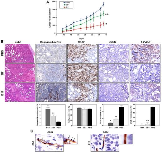 Figure 6. In vivo antitumor activity of the ephrinB2-specific scFvs on BxPC3 xenograft. (A) Groups of SCID mice (n = 10) bearing BxPC3 tumors were treated intravenously with either B11 or 2B1 at a total dose of 20 mg/kg or with an equal volume of PBS in alternating days starting when tumors were macroscopically noticeable. Tumor volumes were measured with calipers about twice a week and mean tumor volume was represented versus time for each group. Bars correspond to SD (*P < .001, **P < .01 versus PBS control). (B) BxPC3 tumor tissues excised on day 2 after treatments from mice injected with either PBS or 2B1 or B11 as indicated, were stained with H&E or by IHC using Abs anti-caspase 3–active to assess apoptosis (brown, apoptotic cells; magnification, 200×), anti-Ki67 to assess proliferation (brown, proliferating cells; magnification, 200×), anti-CD34 to evaluate blood vessel density (brown, endothelial cells; magnification, 200×), and anti-LYVE-1 to measure lymphatic vessel density (brown, lymphatic endothelial cells; magnification, 200×). Representative examples of tumor sections in each experimental condition are shown in the photographs. Results are shown as the percentages of the positive cells or areas relative to the total number of cells or areas quantified with the AxioVison software. Each data point is derived from 3 tumors and corresponds to the mean ± SD. *P < .001, **P > .01 versus PBS control. (C) Higher magnifications of CD34-positive blood vessels from BxPC3-bearing mice treated with PBS (left panel) or B11 (right panel). Arrowheads point to filopodial protrusions in untreated tumor vessels.