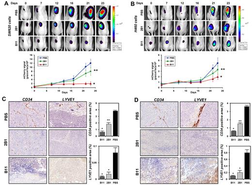 Figure 7. In vivo antitumor activity of the ephrinB2-specific scFvs on SW620 and H460 xenografts. (A) mCherry-expressing SW620 colon carcinoma cells (5 × 106) or (B) mCherry-expressing H460 lung carcinoma cells (5 × 106) were injected subcutaneously into nu/nu mice. Animals were noninvasively imaged for tumor growth at 610 nm using the IVIS Imaging System and were split into 3 groups for each experiment: control (n = 4), which received PBS injections, B11 (n = 4) and 2B1 (n = 4) groups that were injected IV with 20 mg/kg of the corresponding scFv on alternating days, starting at day 4 postimplantation. Representative dorsal images of treated and untreated mice at indicated times are shown. Quantitative assessments of the tumor photon counts of treated and untreated groups are shown in the lower panels. Error bars represent the SD; *P < .001, **P < .01. (C) Immunohistochemical staining on tumor sections from mice bearing SW620 or (D) H460 xenografts after treatment with PBS, 2B1, or B11. Blood vessel endothelial cells were stained with an anti-CD34 Ab (brown, endothelial cells; magnification, 200×) and lymphatic endothelial cells with an anti-LYVE-1 (brown, lymphatic endothelial cells; magnification, 200×). Representative photomicrographs of each experiment are shown. Quantification of the corresponding positive areas was performed with AxioVison software and plotted as percentage (mean ± SD) of the stained area relative to the total tumor area. *P < .001, **P < .01.