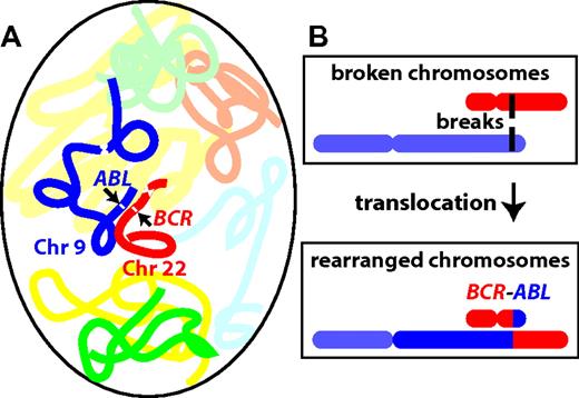 Figure 7. Proximity effects. (A) Schematically shows 1 chromosome 9 (dark blue) and 1 chromosome 22 (red) in an interphase cell nucleus. Locations of the ABL and BCR genes are indicated by arrows; centromeres by contractions. If 2 DNA double-strand breaks occur, one in each of the 2 genes, and the breaks come close together spatially, misrepair can induce the translocation shown schematically in panel B. The translocation makes a BCR-ABL oncogene (too small to be visible at this scale) located at the color junction shown, that is, can turn a LSC-predecessor cell into a CML LSC. By modeling the BCR-ABL translocation frequency based on the sizes of the relevant introns of BCR and ABL, and comparing the resulting probability with CML incidence, it is possible to estimate the number of LSC-predecessor cells at risk, independently for radiation-induced and age-induced translocations. Experimental data show that in normal individuals, the 2 loci are on average closer together than randomness would indicate, implying a higher BCR-ABL translocation probability and thus a lower estimate of the number of LSC-predecessor cells needed to explain observed CML incidence.