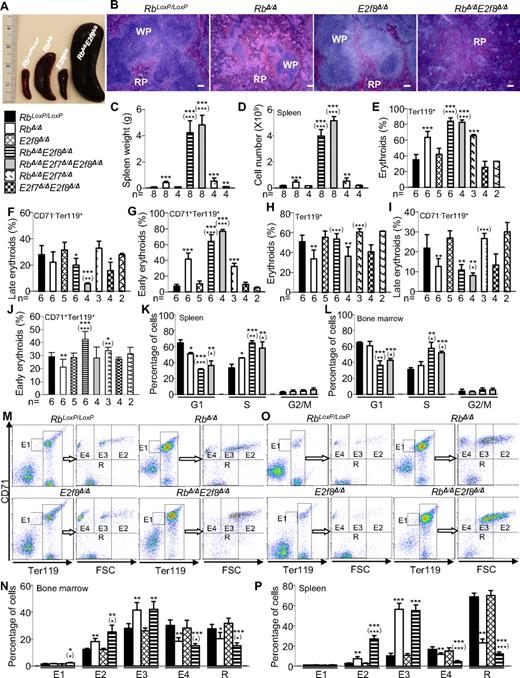 Figure 1. Mx1-Cre–mediated inactivation of Rb and E2f8 in HSCs results in enhanced but ineffective erythropoiesis. (A) Representative pictures of whole spleens of mice with the indicated genotypes. (B) Representative pictures of H&E-stained sections of spleens from mice with indicated genotypes. The scale bar indicates 100 μm. (C-D) Spleen weights (C) and spleen cell numbers (D) of mice with the indicated genotypes. (E-J) Flow cytometric analysis for total erythroid cells, late erythroid cells, and early erythroid cells in spleens (E-G) and BM (H-J). (K-L) Cell-cycle distributions based on a BrdU incorporation assay for early erythroid cells (CD71+Ter119+) in spleens (K) and BM (L) from mice with the indicated genotypes (n = 3 mice/genotypic group). (M-P) Erythroid staging by flow cytometric analysis of Ter119+ BM (M-N) and spleen cells (O-P) sorted by CD71 and cell size (forward scatter, FSC). (M,O) Representative flow cytometric profiles. (N,P) Percentages of different erythroid subpopulations were normalized to total Ter119+ cells (n = 4 mice/genotypic group). In all figures, asterisks indicate statistical comparisons with control (RbLoxP/LoxP) mice and asterisks in parentheses indicate statistical comparisons with Rb-knockout mice as follows: *P < .05; **P < .01; and ***P < .001.