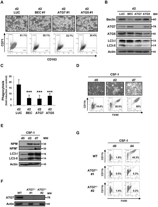 Figure 2. Autophagy involvement in monocyte differentiation into macrophages. (A) Monocytes were transfected with siRNA targeting Luciferase (Luc), Beclin-1 (BEC), ATG7, or ATG5 and exposed 2 days to CSF-1. Macrophage differentiation was examined morphologically (fibroblastic shape) and by 2-color flow cytometric analysis. Percentages indicate cells that express both CD71 and CD163. (B) Monocytes were transfected with siRNA targeting Luciferase (Luc), Beclin-1 (BEC), ATG7, or ATG5 and exposed 2 days to CSF-1. The expression of Beclin-1, ATG7, ATG5, and LC3 in cells transfected with the indicated siRNA and treated for 2 days with CSF-1 was analyzed by immunoblot. Actin is used as a loading control. Molecular weights (MW) are in kDa. (C) Functional assay of monocytes transfected with Luciferase, Beclin-1, ATG7, or ATG5 siRNA and treated for 2 days with CSF-1. Results are expressed as fold induction compared with untreated monocyte and represent the mean ± SD of 4 independent experiments performed in triplicate. ***P < .001 (vs d2 LUC) according to a student paired t test. (D) Enriched bone marrow mouse monocytes were exposed for the indicated times to 100 ng/mL CSF-1. Differentiation was studied by morphologic examination (fibroblastic shape) and by 2-color flow cytometric analysis at indicated day. Percentages indicate cells that express both high CD11b and F4/80 staining. One representative of 5 independent experiments is shown. (E) Immunoblot analysis of NPM and LC3 in mouse monocytes exposed for the indicated times to CSF-1. Actin is used as a loading control. *Cleavage fragments. (F) Immunoblot analysis of ATG7 in monocytes obtained from WT or vav-Atg7−/− mice (n = 2). Actin is used as a loading control. (G) Monocytes obtained from WT or vav-Atg7−/− mice were exposed for the indicated times to 100 ng/mL CSF-1. Differentiation was studied by morphologic examination (fibroblastic shape) and by 2-color flow cytometric analysis at day 4. Percentages indicate cells that express both high CD11b and F4/80 staining.