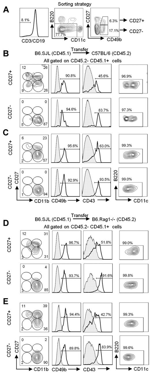 Figure 1. mNK cells do not acquire B220 expression in vivo. (A) Gating strategy used to sort mNK-cell subsets from the spleen of B6.SJL mice. Sorted cells are CD3− CD19− CD11c−/low B220− CD49b+ and either CD27+ or CD27−. Cell purity was routinely > 93% for each cell type. (B-E) The CD27+ and CD27− mNK-cell subsets sorted from the spleen of B6.SJL (CD45.1) mice were adoptively transferred into (B-C) C57BL/6 (CD45.2) mice or (D-E) B6.Rag1−/− (CD45.2) through tail vein injections. The spleen cells were analyzed (B,D) 5 and (C,E) 15 days after transfer. The expression of CD11b, CD27, CD49b, CD43, CD11c, and B220 on CD45.1+ CD45.2− transferred cells is shown. Bold histograms represent the level of expression of CD49b or CD43 marker on the indicated cell population. Shaded histograms represent the expression level of CD49b on host B cells (B-C) or on host dendritic cells (D-E). Shaded histograms represent the expression level of CD43 on host B cells (B-C) or on host CD11clowB220+CD11b− (D-E). Results are representative of ≥ 3 independent experiments.