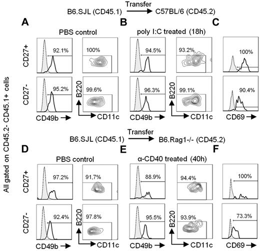 Figure 2. B220 is not up-regulated on mNK cells even on in vivo activation. CD27+ and CD27− mNK-cell subsets sorted from the spleen of B6.SJL (CD45.1) mice were adoptively transferred into C57BL/6 (CD45.2; A-C) or B6.Rag1−/− (CD45.2; D-F) mice through tail vein injections. The next day, mice were injected intraperitoneally with PBS (A,D), poly I:C (B), or anti-CD40 Ab (E). The expression of CD49b, CD11c, and B220 was analyzed on CD45.1+ CD45.2− cells 18 hours after poly I:C injection (A-B) or 40 hours after anti-CD40 Ab injection (D-E). (C,F) CD69 expression is depicted on CD45.1+ CD45.2− cells from PBS injected (gray filled) or poly I:C or anti-CD40 treated (bold) mice. Results are representative of ≥ 3 independent experiments.
