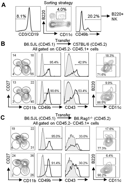 Figure 4. B220+ NK cells acquire an mNK-cell phenotype on in vivo transfer. (A) Gating strategy used to sort B220+ NK cells from the spleen of B6.SJL (CD45.1) mice. Sorted cells are CD3− CD19− CD11clow B220+ CD49b+. Cell purity was routinely > 90%. B220+ NK cells sorted from the spleen of B6.SJL (CD45.1) mice were adoptively transferred into (B) C57BL/6 (CD45.2) or (C) B6.Rag1−/− (CD45.2) mice through tail vein injections. The spleen cells were analyzed 5 (B-C top) and 15 (B-C bottom) days after transfer. The expression of CD11b, CD27, CD49b, CD43, CD11c, and B220 on CD45.1+CD45.2− transferred cells is shown. Results are representative of ≥ 3 independent experiments.