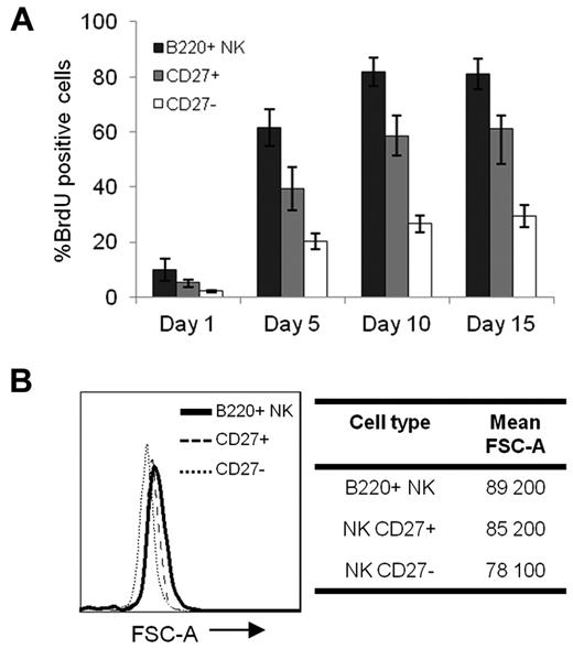 Figure 5. B220+ NK cells are highly cycling relative to mNK cells. (A) The mean percentage of BrdU incorporation on continuous labeling is shown for B220+, CD27+, and CD27− NK-cell subsets. One of 3 representative experiments is shown, with 4 mice/group. (B) Cell size is depicted in the histogram for sorted B220+, CD27+, and CD27− NK cells. The mean FSC-A is indicated for each NK-cell subset. Results are representative of ≥ 3 experiments.