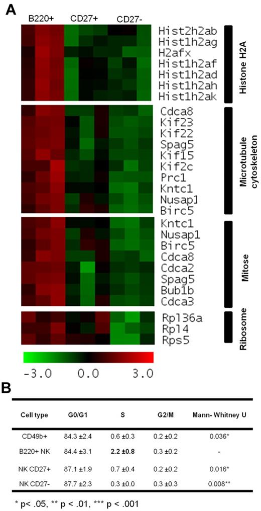 Figure 7. B220+ NK cells are actively cycling. (A) Heat map of the mRNA expression of the genes from clusters VI and VII on DAVID Functional Enrichment analysis, wherein higher mRNA expression was observed in B220+ NK cells relative to both CD27+ and CD27− NK cells. Z-transformed intensities are visualized by a red-green color scale whereby red represents a relative increase in expression and green a relative decrease. (B) Cell cycle analysis was performed on B220+, CD27+ and CD27− NK cells, as well as total CD49b+ NK cells sorted from the spleen of C57BL/6 mice. The percentage of cells in each phase on the cell cycle is represented. Mann-Whitney U test was applied to obtain P values that compared B220+ NK cells with other cell types (n = 5).