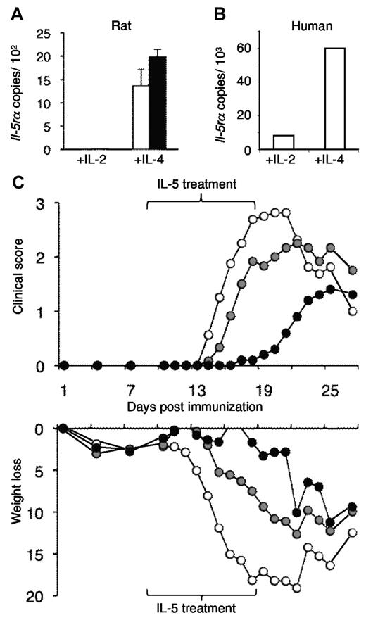 Figure 1. Demonstration that IL-4 and PNM induce Ag-specific Tregs that express mRNA for the IL-5Rα and that IL-5 can suppress induction of EAN. (A) IL-5 receptor α mRNA (Il-5rα) was induced in CD4+CD25+ Tregs from normal Lewis rats that were cultured with (■) and without (□) PNM, the Ag used to induce EAN and IL-4. Culture with PNM and IL-2 did not induce Il-5rα. This is similar to induction of Il-5rα in Tregs by culture with alloantigen and IL-4 but not with IL-2.3 (B) Human CD4+CD25+ T cells cultured with IL-4 and alloantigen also expressed Il-5rα but not if cultured with IL-2. This confirmed that Il-5rα can be induced in human Tregs activated by IL-4. (C) Compared with controls with EAN (○), IL-5 therapy reduced the severity of EAN induced in Lewis rats by immunization with PNM in CFA.18,19 Top panel shows treatment with IL-5, either 5000 U/d (●) or 500 U/d (gray circle) from 9 to 18 days after immunization, delayed onset of EAN (n = 6 per group); 5000 U/d fully suppressed EAN, with P < .001 on days 14-21, P < .03 on days 13 and 21. This dose was used in all subsequent experiments. With 500 U of IL-5, clinical severity was less at days 13-16 and day 18 (P < .05). Clinical disease was scored as 1+ for limp tail, 2+ for hind leg weakness, 3+ for paraplegia, and 4+ for quadriplegia.18,19 Bottom panel shows weight loss was also reduced in IL-5–treated animals. There is early weight loss after immunization, which continues in controls. Weight loss is arrested with treatment with 5000 U of IL-5 and partially reduced with treatment with 500 U of IL-5.