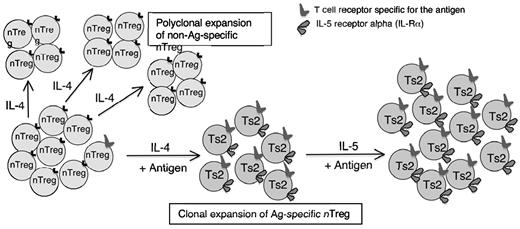 Figure 7. Proposed mechanism of action of IL-5 on IL-4–induced Ag-specific Tregs to expand Th2 cytokine–dependent Tregs of the Ts2 phenotype. Within the naive CD4+CD25+ T-cell population there are a small number of Tregs with TCR specific for Ag that can be induced to Ts2,3 by stimulation with Ag in the presence of IL-4. These Ag-specific Tregs express Il-5rα and are further expanded by IL-5, produced by maturing Th2 cells or exogenous rIL-5. Most nTregs have TCR that do not recognize the Ag in question, which are activated by IL-4 and induced to proliferate but do not differentiate to express Il-5rα. They remain as nTregs and do not mediate Ag-specific tolerance. This study showed that rIL-5 therapy enhanced expansion of Ts2 cells that had been activated by immunizing Ag and production of IL-4 by the host T cells. The Il-5rα–expressing Ag-specific Tregs were selectively expanded by rIL-5 therapy to suppress autoimmunity, including Th1 cells, Th17 cells, and macrophages.