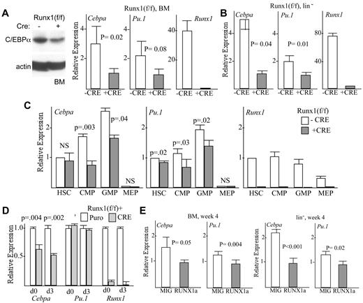 Figure 4. Absence or dominant inhibition of Runx1 reduces Cebpa expression. (A) Marrow mononuclear cells from Runx1(f/f) or Runx1(f/f);Mx1-Cre mice exposed to pIpC were subjected to Western blot analysis for C/EBPα or β-actin (left panel; representative of 3 experiments), and total cellular RNA from these cells were assessed for expression of Cebpa, Pu.1, or Runx1 mRNAs, relative to the RNA encoding ribosomal protein mS16, via quantitative RT-PCR (right graphs; mean and SE from 3 determinations). (B) Similar RNA analysis was conducted with lineage− marrow cells from these mice. (C) Marrow cells from control or Runx1-deleted mice were sorted into HSCs, CMPs, GMPs, and MEPs. Total cellular RNAs from these populations were then analyzed for Cebpa, Pu.1, or Runx1 mRNA expression (mean and SE from 3 determinations). (D) RNA isolated from Runx1(f/f) marrow cells transduced with pBabePuro or pBabePuro-Cre, either immediately after puromycin selection (d0) or 3 days later (d3), were analyzed form Cebpa, Pu.1, and Runx1 expression (mean and SE from 3 determinations). (E) WT marrow cells transduced with RUNX1a or with the empty MIG retroviral vector were transplanted into irradiated, syngeneic recipients. Four weeks later, RNAs isolated from total BM or lineage-negative (lin−) marrow cells were analyzed for expression of Cebpa or Pu.1 relative to β-actin mRNA (mean and SE from 3 determinations).