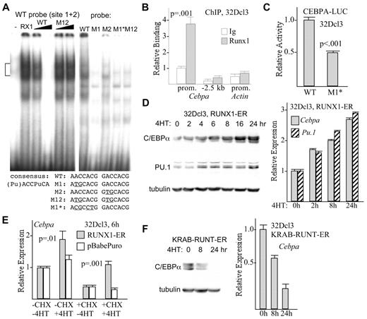 Figure 5. Runx1 binds and activates the Cebpa promoter. (A) Gel shift assay was conducted with radiolabeled WT probe from the murine Cebpa promoter containing 2 Runx1 consensus binding sites and nuclear extracts from 293T cells transfected with 6 μg of empty CMV vector (−) or with 3 μg of CMV-CBFβ and 3 μg of CMV-RUNX1c (RX1), in the absence of competitor, with 5- or 25-fold excess unlabeled WT competitor, or with 5- or 25-fold excess M12 competitor mutant in both sites (left panel). Gel shift assay was also conducted after incubating the indicated radiolabeled probes with a 293T cell extract expressing exogenous Runx1 (right panel). Bracket on the left denotes specific Runx1 gel shift complexes. The sequence of the 2 adjacent Runx1 sites and of mutant variants is shown below. (B) 32Dcl3 cells were subjected to ChIP with the use of rabbit anti-Runx1 antiserum or normal rabbit IgG, followed by genomic DNA PCR with the use of oligonucleotides centered at −260 bp (prom.) or −2.5 kb of the Cebpa gene or within the β-actin promoter. Data representative of 4 experiments are shown. Binding was quantified relative to input, and this value was set to 1.0 for ChIP with IgG on the Cebpa promoter. (C) 32Dcl3 cells were transduced with 5 μg of CEBPA-LUC or CEBPA(M1*)–LUC harboring 4-bp changes in the more upstream Runx1 consensus site at −285 bp, together with 0.25 μg of CMV-βGal. Luciferase and β-galactosidase activities were assessed 2 days later. Normalized luciferase activity of each reporter relative CMV-βGal activity is shown, with activity of CEBPA-LUC set to 1.0 in each experiment (mean of SE of 3 determinations, each done in triplicate). (D) 32Dcl3-RUNX1-ER cells proliferating in IL-3 were exposed to 4HT for the indicated times. Total cellular proteins were assessed for C/EBPα, PU.1, or α-tubulin expression by Western blot analysis (left panel), and total cellular RNAs were assessed for Cebpa and Pu.1 mRNA expression, relative to mS16 mRNA (right panel; mean and SE from 3 determinations). (E) 32Dcl3-RUNX1-ER or 32Dcl3-pBabePuro cells were cultured without or with 50 μg/mL cycloheximide for 30 minutes, followed by continued culture with or without 4HT for 6 hours. Total cellular RNAs were then analyzed for Cebpa expression (mean and SE from 3 determinations). (F) 32Dcl3-KRAB-RUNT-ER cells exposed to 4HT for 0, 8, or 24 hours were assessed for C/EBPα and α-tubulin expression by Western blot analysis (left panel) and for Cebpa mRNA expression (right graph; mean and SE from 3 determinations).