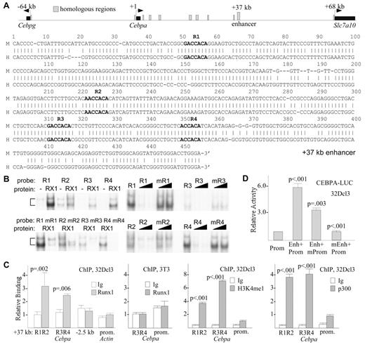 Figure 6. Runx1 binds and activates transcription via a 450-bp conserved 37 kb Cebpa enhancer. (A) Comparison of the murine and human Cebpa genomic loci identifies 8 regions of homology upstream of the single Cebpa exon (top). Alignment of a 453-bp region from 37 kb of the murine Cebpa locus (M) with a related region from 41 kb in the human CEBPA locus (H) is also shown. The 4 conserved Runx1 sites (R1-R4) are indicated in bold (bottom). (B) Double-stranded DNA probes containing sites R1-R4, or mutant variants in which the core Runx1 consensus 5′-ACCACA was mutated to 5′-TGCACA, were radiolabeled and subjected to gel shift analysis with the use of nuclear extracts from 293T cells transduced with empty CMV vector (−) or with CMV-RUNX1c and CMV-CBFβ (RX1, left panels). Radiolabeled sites R1-R4 were also subjected to gel shift analysis alone or in the presence of 5- or 25-fold excess unlabeled WT or mutant oligonucleotides (right panels). (C) 32Dcl3 cells were subjected to ChIP with the use of 2 μg of rabbit anti-Runx1 antiserum or normal rabbit IgG, followed by genomic DNA PCR with the use of oligonucleotides centered between R1 and R2 or surrounding R3 and R4, at −2.5 kb of the Cebpa promoter, or within the β-actin promoter. Binding was quantified relative to input, and this value was set to 1.0 for ChIP with IgG on the R1-R2 region of the Cebpa enhancer (panel 1). NIH 3T3 were subjected to ChIP with the use of 2 μg of Runx1 antiserum, followed by enhancer or promoter PCR (panel 2). 32Dcl3 cells were also subjected to ChIP with 0.5 μg of H3K4me1 or 1 μg of p300 antisera (panels 3 and 4). Data are mean and SE of 3 determinations. (D) 32Dcl3 cells were transduced with 5 μg of luciferase reporters containing the murine Cebpa promoter alone (Prom), the promoter with the conserved 37 kb region positioned upstream (Enh+Prom), or the later construct harboring either mutation of the promoter Runx1 site 1 (Enh+mProm) or mutation of sites R1-R4 in the enhancer region (mEnh+Prom), together with 0.25 μg of CMV-βGal. Luciferase and β-galactosidase activities were assessed 2 days later. Normalized luciferase activity of each reporter relative to CMV-βGal activity is shown, with activity of CEBPA(Prom)–LUC set to 1.0 in each experiment (mean of SE of 3 determinations, each done in triplicate).