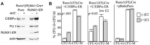 Figure 7. Exogenous C/EBPα restores granulopoiesis relative to monopoiesis in Runx1-deleted marrow cells. (A) Marrow mononuclear cells isolated from Runx1(f/f);Mx1-Cre mice exposed to pIpC and subsequently to 5-FU were transduced with RUNX1-ER or with the pBabePuro vector, selected with puromycin, and then placed in liquid culture with IL-3, IL-6, and SCF with or without 4HT. Total cellular proteins collected 2 days later were subjected to Western blot analysis with the use of C/EBPα, PU.1, ERα, or β-actin Abs. (B) Marrow mononuclear cells isolated from Runx1(f/f);Mx1-Cre mice exposed to pIpC and subsequently to 5-FU were transduced with C/EBPα-ER, selected with puromycin, and then plated in methylcellulose with IL-3, IL-6, and SCF with or without 1.0μM or 0.03μM E2. The proportion of CFU-Gs or CFU-Ms among these myeloid CFUs is shown (left and center panels; mean and SE from 3 determinations). Similar analysis was conducted after transduction with pBabePuro and culture with or without 1.0 μM E2 (right panel; mean and SE from 3 determinations).