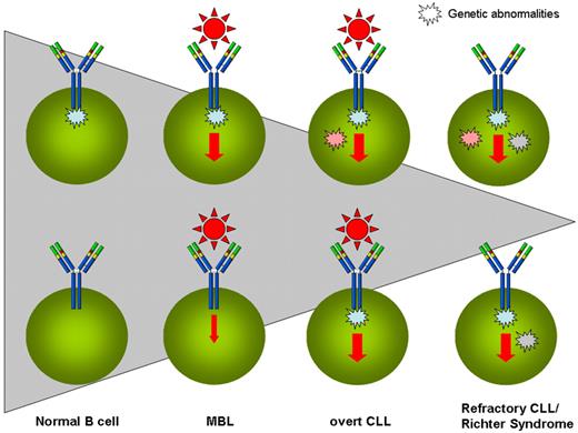 Figure 1. The progressive evolution from antigen (Ag) stimulation to molecular abnormalities in the natural history of CLL. MBLs are vastly more common than CLLs, and only a tiny fraction of CLLs progress into more advanced stages of the disease or evolve into Richter syndrome or undergo prolymphocytoid transformation. Shaded triangle represents the progressively decreasing size of individual situations. HSCs of CLL patients have been suggested to carry intrinsic abnormalities and to be skewed toward B-cell lineage (top left corner). The encounter of such a B cell with an appropriate external stimulus (here exemplified with the antigen/BCR interaction) triggers the clonal development of MBLs, probably enhancing the cell stimulation. The possibility exists (bottom left corner) that external stimulation may precede the appearance of genetic anomalies. Over time, the pressure of (eg, antigenic) stimulation leading to enhanced proliferation favors the acquisition of (initial or additional) genetic abnormalities, and some MBLs may progress into overt CLL. If and when the acquired genetic abnormalities (eg, recurrent mutations) are able to substitute the necessity of external stimulation by impinging on the same final pathway(s), a more aggressive version of CLL is acquired (either in the form of refractory disease or of Richter syndrome or of prolymphocytoid transformation).
