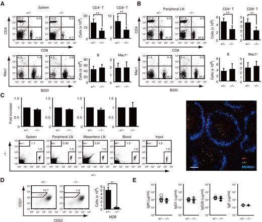 Figure 1. Effect of DOCK8 deficiency on leukocyte subsets under the steady state. (A-B) Splenocytes (A; n = 10 mice per group) and peripheral LN cells (B; n = 8 mice per group) from 6- to 7-week-old mice were analyzed for the expression of CD4 and CD8 or Mac1 and B220. The numerals in quadrants indicate the percentage of cells in each. The number of each subset of cells was compared between Dock8+/− and Dock8−/− mice. **P < .01. (C) Dock8+/− and Dock8−/− T cells were labeled with different fluorescent dyes and IV injected into C57BL/6 mice at a 1:1 ratio. T-cell homing was analyzed 1 hour after transfer (n = 3 mice per group). Localization of Dock8+/− (red) and Dock8−/− (green) T cells in the spleen was compared 48 hours after transfer. Metallophilic macrophages (blue) were stained with MOMA1 Ab. Scale bar indicates 100 μm. (D) Splenic B220+ B cells were analyzed for the expression of CD21 and CD23 at the age of 10 weeks. The number of CD21+CD23− MZB cells was compared between Dock8+/− and Dock8−/− mice (n = 4 mice per group). **P < .01. (E) Serum concentrations of IgM, IgG1, IgG2b, and IgE were compared between 7- to 12-week-old Dock8+/− and Dock8−/− mice (n = 10-11 mice per group). Each symbol represents an individual mouse; small horizontal lines indicate the average. Data are from 9 (A), 8 (B), 3 (C), or 2 (D-E) separate experiments and are expressed as means ± SD with representative flow cytometric profiles.