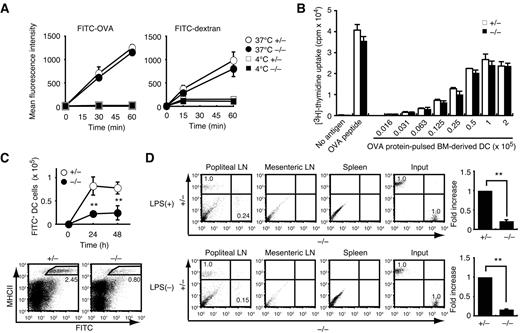 Figure 3. DOCK8 regulates DC trafficking to the draining LNs during immune responses. (A) Uptake of FITC-OVA and FITC-dextran were compared at 37°C or 4°C between Dock8+/− and Dock8−/− BM-derived DCs. (B) After fixation with 1% paraformaldehyde, OVA protein-pulsed Dock8+/− and Dock8−/− DCs were cultured with CD4+ OT-II T cells. (C) Migration of epidermal DCs was induced by applying 200 μL of 1% FITC isomer I onto the shaved abdomen. The frequency of FITC+ MHC class II+ DCs was compared between Dock8+/− and Dock8−/− mice. (D) The migration efficiency of Dock8+/− and Dock8−/− DCs to the popliteal LNs was compared 48 hours after injection into footpads of C57BL/6 mice at a 1:1 ratio (n = 3 mice per group). Before assays, DCs were stimulated with or without LPS (200 ng/mL). Data are expressed as means ± SD with representative flow cytometric profiles. **P < .01. Data are representative of 2 (A-B), 4 (C), or 3 (D) independent experiments.