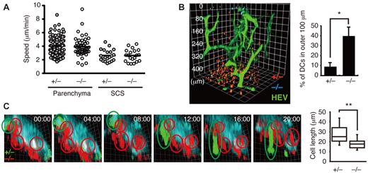 Figure 5. Dock8−/− DCs fail to effectively transmigrate through the SCS floor. (A-C) Intravital 2-photon microscopy for LPS-stimulated DCs. (A) Velocities in the LN parenchyma and the SCS were compared between Dock8+/− (n = 116 for parenchyma; n = 21 for SCS) and Dock8−/− (n = 48 for parenchyma; n = 20 for SCS) DCs. Each symbol represents an individual DC; small horizontal lines indicate the average. (B) Localization of Dock8+/− (red) and Dock8−/− (blue) DCs in the LNs 48 hours after DC transfer. HEV (green) indicates high endothelial venule. The percentage of cells localized within outer 100 μm was compared between Dock8+/− (n = 658) and Dock8−/− (n = 171) DCs. Data are expressed as means ± SD *P < .05. (C) Morphology of Dock8+/− (green) and Dock8−/− (red) DCs migrating through the SCS floor (light blue). The length of cells located at the SCS floor was compared between Dock8+/− (n = 65) and Dock8−/− (n = 79) DCs. **P < .01. Elapsed time is presented as minutes:seconds. Each box plot exhibits the median (central line within each box), the 25th and 75th percentile values (box ends), and the 10th and 90th percentile values (error bars). In panels A through C, data are from 3 separate experiments.