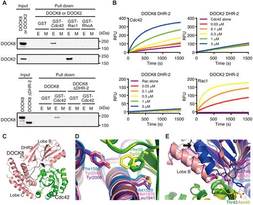 Figure 6. DOCK8 is a Cdc42-specific GEF. (A) Extracts from human embryonic kidney 293T cells expressing HA-tagged DOCK8, DOCK8 ΔDHR-2, or DOCK2 were pulled down with GST-fusion proteins encoding Cdc42, Rac1, or RhoA. Assays were done in Tris-buffered saline/Tween-20 supplemented with 10mM EDTA (E) or 10mM MgCl2 plus 30μM GTPγS (M). Data are representative of 2 independent experiments. (B) Recombinant DOCK8 DHR-2 and DOCK2 DHR-2 proteins were analyzed for their GEF activities toward Cdc42 (top panels) or Rac1 (bottom panels) using mant-GTP. RFU indicates relative fluorescence units. Data are representative of 2 independent experiments. (C) Overall structure of the complex between DOCK8 DHR-2 and Cdc42. DOCK8 and Cdc42 are colored salmon and green, respectively; the switch I region of Cdc42 is shown in black. (D-E) Rac1 bound to DOCK2 DHR-2 (Protein Data Bank accession code 3B13) and Cdc42 bound to DOCK9 DHR-2 (Protein Data Bank accession code 2WM9) are superposed onto the Cdc42-binding site of DOCK8 DHR-2. Rac1 is colored yellow; Cdc42 bound to DOCK8 is light green; Cdc42 bound to DOCK9 is dark green; and DOCK8, DOCK9, and DOCK2 are salmon, purple, and blue, respectively. The arrow in panel E indicates the different location of the DHR-2 lobe B in DOCK2 compared with those in DOCK8 and DOCK9.