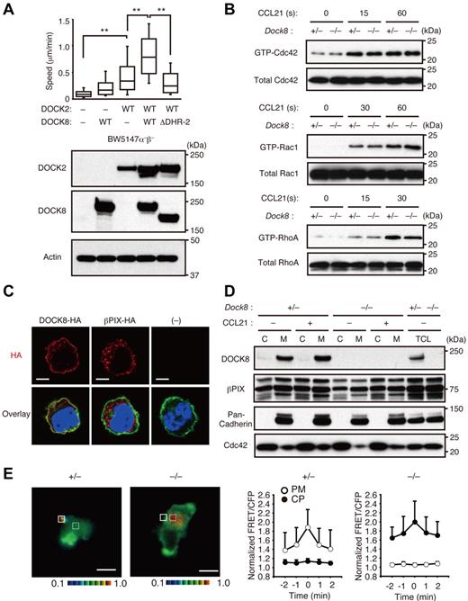 Figure 7. DOCK8 controls Cdc42 activation spatially during DC migration in 3D environments. (A) Migration of BW5147α−β− cells stably expressing DOCK8, DOCK8 ΔDHR-2, and/or DOCK2 in 3D collagen gels was compared (n = 101-128 per group). Each box plot exhibits the median (central line within each box), the 25th and 75th percentile values (box ends), and the 10th and 90th percentile values (error bars). **P < .01. (B) Effect of DOCK8 deficiency on CCL21-induced activation of Cdc42, Rac1, and RhoA in DCs. (C) Localization of HA-tagged DOCK8 and βPIX in BW5147α−β− cells. Concanavalin A (green) and DAPI (blue) were used to stain plasma membrane and nuclei, respectively. Scale bar indicates 5 μm. (D) Subcellular localization of DOCK8 and βPIX in DCs. Membrane (M) and cytosol (C) fractions were analyzed by immunoblot. TCL indicates total cell lysates. (E) Effect of DOCK8 deficiency on localization of activated Cdc42 in DCs migrating in 3D collagen gels. Images were taken every 1 minute and the emission ratio of 527 nm/475 nm (FRET/CFP ratio) was used to represent the FRET efficiency. The FRET/CFP ratios at the plasma membrane (PM) and the cytoplasm (CP) were normalized by dividing by the lowest value in the cells and were compared between Dock8+/− and Dock8−/− DCs (n = 10 cells per group). Scale bar indicates 5 μm. Data are expressed as means ± SD. Data are representative of 3 independent experiments (A-D) or are from 10 separate experiments (E).
