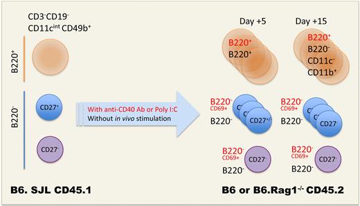 B220 is a lineage associated– rather than an activation marker in the NK-cell differentiation pathway and defines pre-mNK cells. Guimont-Desrochers et al adoptively transferred various NK-cell subsets and followed their proliferation and phenotype in immunocompetent versus Rag1-deficient recipients treated or not with activating stimuli (known to up-regulate B220 molecules in vitro). While IKDCs remained B220 at early time points without activation (and maintained this expression at later time points after activation), B220− NK cells (expressing or not CD27) failed to acquire B220. The follow-up study of B220+ NK cells revealed that this subset differentiated into maturing NK cells over time, losing B220, Ly108, and CD27 while acquiring CD11b and CD43 by day 25.