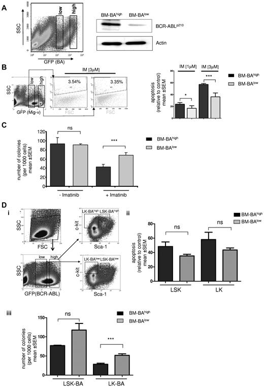 Figure 4. Effect of BCR-ABL expression level on IM sensitivity in primary bone marrow cells. (A) BCR-ABL GFP-transduced murine BMMCs were analyzed by FACS for GFP staining intensity and sorted into GFP-high (BM-BAhigh) and GFP-low (BM-BAlow) fractions using gates as indicated (left); transduced cells were cultured for 72 hours after sorting, and total protein was extracted. Western blot analysis was performed using anti-ABL antibodies. The membrane was reprobed using an anti-actin antibody as a loading control (right). (B) Left: empty vector GFP (Mig-v)–expressing BMMCs were sorted according to the indicated gates into high and low GFP-expressing populations and separately treated with 3μM IM for 48 hours. Apoptosis was assessed using propidium iodide staining as indicated. A representative flow cytometry plot of 2 independent experiments is shown. SSC indicates side scatter; FSC, forward scatter. Right: propidium iodide staining to measure IM-induced apoptosis by flow cytometry in BM-BAhigh– and BM-BAlow–expressing BMMCs. Apoptosis is displayed relative to untreated controls after treatment for 48 hours with IM at 1 or 3μM. Columns and error bars represent means ± SEM (*P < .05; ***P < .0001). (C) We sorted and seeded 1000 BM-BAhigh and 1000 BM-BAlow cells, respectively, in 1 mL of semisolid methylcellulose medium with and without 3μM imatinib, and after 14 days colonies were counted. The data were obtained from 3 independent experiments; columns represent means ± SEM (***P < .001 according to Mann–Whitney t test). (D) Sorting strategy of bone marrow cells transduced with BCR-ABL GFP to BAhigh/lowlin−sca1+c-kit+ (LSK) and lin−c-kit+ (LK) populations (i). Apoptosis assessment in BAhigh/low LK and LSK after treatment with IM at 3μM for 48 hours using propidium iodide staining and flow cytometry (ii). CFU assay as in panel C (iii) using sorted BAhigh/low LK and LSK (***P = .008 according to Mann-Whitney t test; n.s., P > .05).