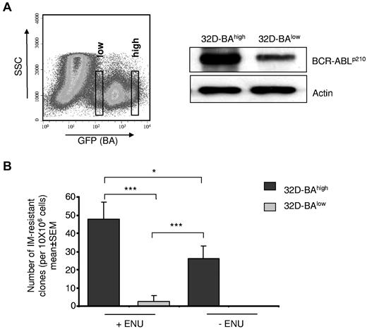 Figure 5. Effect of BCR-ABL expression and chemical mutagenesis by ENU on kinase point mutation rates. (A) BA-transduced 32D cells were sorted by flow cytometry on the basis of GFP staining intensity into 32D-BAlow and 32D-BAhigh cells (right). BCR-ABL protein expression was confirmed 72 hours after sorting by Western blotting using anti-Abl antibodies. The blot was reprobed with anti-actin antibodies as a loading control (left). (B) Cell-based BCR-ABL kinase mutation assay. 32D-BAlow and 32D-BAhigh cells were exposed to ENU and 1 week later were exposed for 4 weeks to 2μM IM. The number of outgrowing resistant clones is given relative to the total input cell number per 96-well plate. Data represent means ± SEM of 3 independent experiments (***P < .001; *P < .05 according to 2-way ANOVA, with Bonferroni adjustment for multiple comparisons).