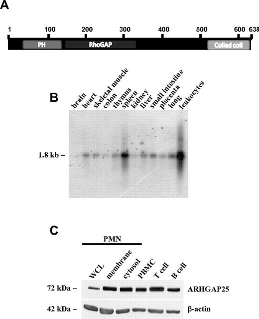 Figure 1. ARHGAP25 expression in human tissues and in leukocytes. (A) Domain structure of ARHGAP25. (B) Northern blot analysis of the tissue distribution of ARHGAP25 mRNA. Human multiple-tissue Northern blot was hybridized with radiolabeled full-length ARHGAP25 cDNA as a probe. (C) Analysis of the expression of ARHGAP25 protein in leukocytes isolated from human peripheral blood (PMN, PBMC) or from human tonsils (T cells and B cells), using purified polyclonal ARHGAP25 antibody. WCL means whole cell lysate. Negative and positive controls are provided in Figures 3A and 4B and supplemental Figure 1.