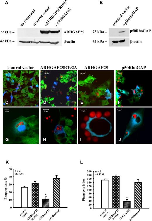 Figure 3. GTPase activating effect of ARHGAP25 is essential for its negative regulatory role in phagocytosis. (A-B) Western blot analysis of whole cell lysate of COSphoxFcγR cells transfected with control vector, cyan fluorescent protein (CFP)–tagged ARHGAP25R192A, CFP-ARHGAP25, or CFP-p50RhoGAP. (C-J) Opsonized yeast uptake by COSphoxFcγR cells. Phagocytosis of cells transfected with control vector (blue; C,G), CFP-ARHGAP25R192A (D,H), or CFP-p50RhoGAP (F,J) is similar to nontransfected cells (E). Cells expressing CFP-ARHGAP25 (blue) are able to bind yeast particles (red); however, the engulfment is inhibited (E,I). P40Phox is shown in green. (K-L) Quantification of phagocytosis by COSphoxFcγR cells. Panel K shows the number of cells that had phagocytosed 2 or more yeast particles from hundreds of cells transfected with the indicated constructs (phagocytosis %). Panel L shows the number of yeast particles phagocytosed per 100 COSphoxFcγR cells (phagocytosis index). Mean + SEM of 3 separate experiments is shown (*P < .05 compared with control).