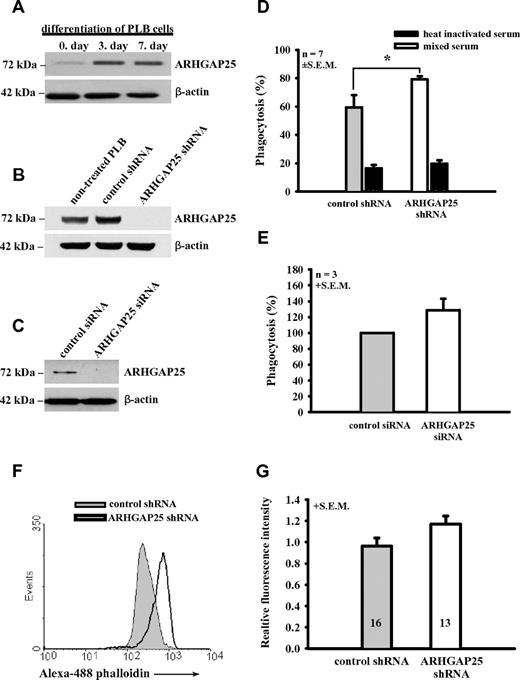 Figure 4. ARHGAP25 regulates phagocytosis of ARHGAP25-silenced cells. (A) Expression of ARHGAP25 in PLB-985 cell line during the 7-day differentiation to neutrophils. (B) Western blot signal is significantly reduced in ARHGAP25-silenced PLB cells compared with control shRNA treated and nontreated cells. (C) Western blot analysis of ARHGAP25-silencing by siRNA in human macrophages. In Western blot experiments, staining for β-actin was used as loading control. (D) Yeast cells were labeled with Cell Tracker Green and were opsonized with pooled human serum (empty columns) or heat-inactivated human serum (hatched columns) for 1 hour. After 10 minutes' co-incubation, the number of PLB cells that had engulfed one or more yeast particles was counted by flow cytometer and normalized to 100 cells. Mean + SEM of 7 separate experiments is shown (*P < .05 vs control shRNA treatment). (E) Pooled serum opsonized yeast uptake of ARHGAP25-silenced human macrophages. The number of macrophages phagocytosed one or more yeast particles was calculated by flow cytometer and normalized to control siRNA treated cells. Mean + SEM of 3 separate experiments is shown. (F-G) F-actin level in ARHGAP25-silenced PLB cells, compared with control shRNA-treated cells. F-actin was stained with Alexa-488–labeled Phalloidin, F-actin level was measured with flow cytometer. Panel F shows a representative result of the experiment. In panel G mean + SEM of 16 (control shRNA-treated) and 13 (ARHGAP25-silenced) separate experiments are shown.