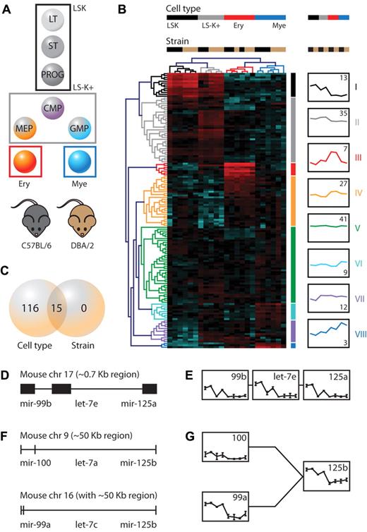 Figure 1. Genetic screen identifies cell type– and mouse strain–dependent microRNAs. (A) MicroRNA expression was evaluated in 4 developmentally related cell types isolated from the BM of C57BL/6 and DBA/2 mouse strains. (B) Hierarchical clustering was performed using the 147 quality-filtered probes (Euclidean distance, complete linkage). Samples are in columns, microRNAs in rows. For each probe, data were median-centered, with the lowest and highest intensity values in blue and red, respectively. Of each of the 8 microRNA signatures the average expression across cell types and mouse strains is shown (y-axis represents log2 expression ranging from −4 to 8). The number in the graphs indicates the number of microRNAs per signature. (C) Venn diagram showing the number of differentially expressed microRNAs between cell types and mouse strains. (D) An evolutionary conserved microRNA cluster, consisting of miR-99b, let-7e, and miR-125a, located on mouse chromosome 17. (E) Expression of miR-cluster 99b/let-7e/125a members across cell types and mouse strains (axes: as in panel B). Shown is the mean ± SD. (F) Paralogous microRNA clusters on chromosomes 9 and 16. (G) Expression of miR-100, miR-99a, and miR-125b across cell types and mouse strains (axes: as in panel B). For miR-125b only the cumulative expression of the chromosome 9 and 16 cluster could be assessed. Expression of let-7a and let-7c is not shown, as only the cumulative expression from multiple different genomic locations (including other chromosomes than 9, 16, and 17) could be assessed. Shown is the mean ± SD. LT indicates long-term; ST, short-term; CMP, common myeloid progenitor; MEP, megakaryocyte-erythrocyte progenitor; and GMP, granulocyte-macrophage progenitor.