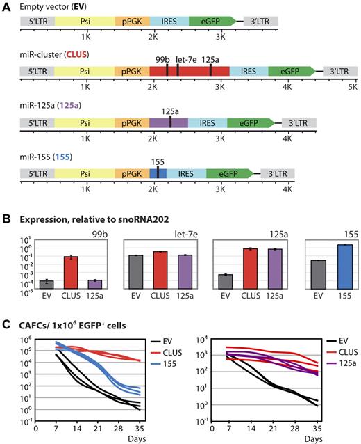 Figure 2. Overexpression of miR-cluster 99b/let-7e/125a or miR-125a alone fixes HSPCs in a primitive state. (A) Schematic representation of the retroviral vectors used to overexpress miR-cluster 99b/let-7e/125a, miR-125a and miR-155. (B) Quantitative RT-PCR data showing the expression levels of the miR-cluster 99b/let-7e/125a members and miR-155 on overexpression relative to the endogenous control snoRNA202. Shown is the mean ± SD. (C) CAFC data showing the number of HSPCs.