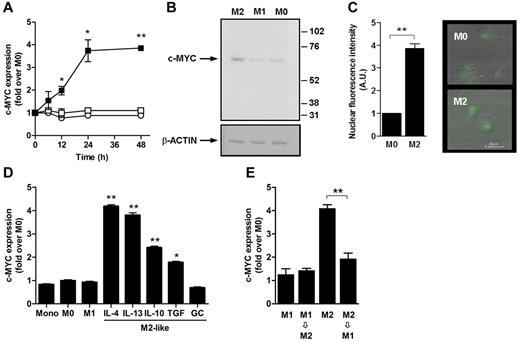 Figure 1. c-MYC expression in M2 macrophages. (A) Expression levels of the c-MYC transcript in human resting macrophages (○; n = 6 independent donors) and after exposure to 20 ng/mL of IFN-γ plus 10 ng/mL of LPS (□; n = 6 independent donors) or 20 ng/mL of IL-4 (■; n = 6 independent donors) at different time points. (B) Expression levels of c-Myc at protein level in human resting macrophages (M0) and after 48 hours of exposure to 20 ng/mL of IFN-γ plus 10 ng/mL LPS (M1) or 20 ng/mL of IL-4 (M2). Results from 1 experiment representative of 3 performed are shown. (C) Immunofluorescence analysis revealing c-MYC translocation to cell nucleus 48 hours after exposure to 20 ng/mL of IL-4 (inset shows 1 experiment representative of 3 performed, shown as means ± SD). (D) Expression levels of the c-MYC transcript in monocytes (Mono), resting macrophages (M0), and macrophages stimulated for 24 hours with 20 ng/mL of IFN-γ plus 10 ng/mL of LPS (M1), 20 ng/mL of IL-4, 20 ng/mL of IL-13, 20 ng/mL of IL-10, 20 ng/mL of TGF-β, 20 ng/mL of dexamethasone (GC). Results are shown as means ± SD of n = 6 independent experiments. (E) c-MYC induction after exposure to 20 ng/mL of IL-4 is reverted when cells are shifted to M1-polarizing conditions (20 ng/mL of IFN-γ plus 10 ng/mL of LPS) for an additional 24 hours.
