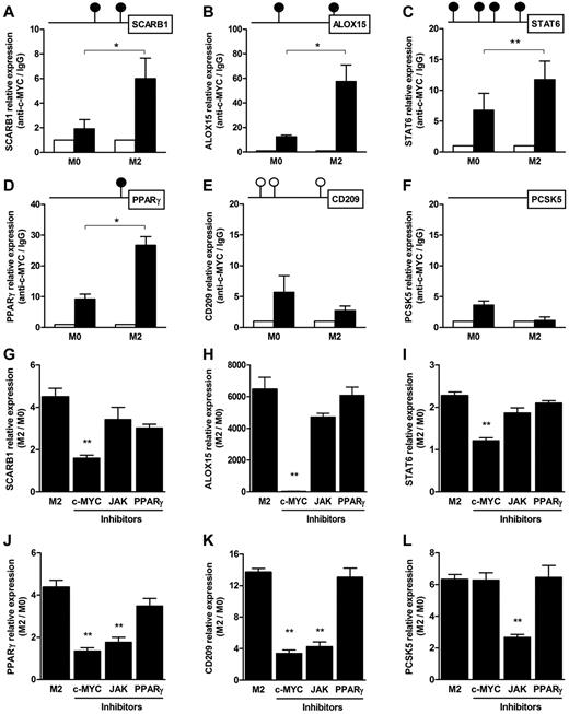 Figure 5. Role of c-MYC, STAT6, and PPARγ on the induction of c-MYC–sensitive M2 markers. Bioinformatic analysis identified candidate binding sites for c-MYC (CACGTG E-box sequence; ●) and STAT6 (TTCN3-4GAA sequence; ○) in the putative promoter region of SCARB1 (c-MYC sites: −198/−202 and −765/−770; A); ALOX15 (c-MYC sites: +295/+301 and −1318/−1323; B); STAT6 (c-MYC sites: −273/−279, −798/−803, −1198/−1203, −1873/−1878; C); PPARγ (c-MYC sites: −224/−229; D); and CD209 (STAT6 sites: −408/−417, −1521/−1540, −1585/−1594; (E). No c-MYC- or STAT6-binding sites were identified in PCSK5 (F). ChIP experiments performed with an anti–c-MYC Ab (closed bars) and an isotypic control (open bars) on the promoter region of indicated genes from unstimulated (M0) and IL-4–stimulated macrophages (M2) confirmed c-MYC binding in the putative promoter region of SCARB1, ALOX15, STAT6, and PPARγ (A- D). No evidence for c-MYC binding in the promoter region of CD209 (E) or PCSK5 (F) was detected. Results are shown as means ± SD of n = 3 independent experiments. To evaluate the role of c-MYC, STAT6, and PPARγ on the induction of the alternative activation genes, the c-MYC inhibitor 10058-F4 (60μM), the JAK2/3 inhibitor AG490 (10μM), and the PPARγ antagonist GW9662 (10μM) or their respective vehicles were added to macrophage cultures during polarization with IL-4 (M2). After 24 hours, expression levels of SCARB1, ALOX15, STAT6, PPARγ, CD209, and PCSK5 (panels G through L, respectively) were evaluated by Q-PCR. Results are shown as means ± SD of n = 3 independent experiments.