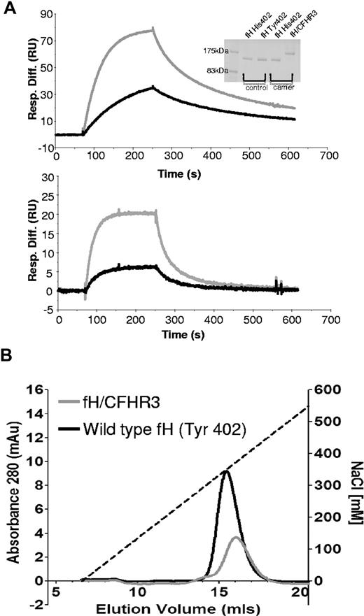Figure 6. Ligand binding activities of fH and fH/CFHR3. (A) C3b was thiol-coupled to the surface of a CM5 Biacore chip at a high density (1200 RU). Thiol-coupling results in clustering of C3b on a surface, promoting cross-linking and avidity effects resulting from multisite binding. When fH (bottom) or fH/CFHR3 (top) flowed across this surface at 500 ng/mL (gray line) or 125 ng/mL (black line), enhanced binding of fH/CFHR3 was evident. This cannot be accounted for by increased mass (155 kDa vs 186 kDa); it is probably the result of binding through the CFHR3 domain in addition to the fH SCRs. The “tailing” effect illustrates avidity effects in both traces; kinetics cannot be accurately measured under these conditions. Inset: Coomassie-stained SDS-PAGE gel of fH and fH/CFHR3 purified on allele-specific affinity columns. (B) Purified proteins (402Y) were bound to a HiTrap heparin column and eluted with NaCl. The fH/CFHR3 mutant (gray) eluted at 371mM and fH (black) at 350mM, indicating enhanced binding through the C-terminus to heparin. Dashed line indicates salt gradient.