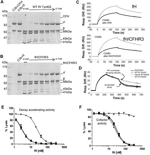 Figure 7. Functional activity of fH and fH/CFHR3 using isolated C3b and C3b bound to the surface of sheep erythrocytes. (A-B) Cofactor activity was tested in the fluid phase by incubating C3b, fI with differing concentrations (1:2 serial dilution) of either fH or (fH/CFHR3 (Tyr402 variants, position on gel indicated by */**). Functional activity of fH is indicated by loss of the C3b α′ chain and cleavage to the 68-kDa and 41-kDa bands. Both fH and fH/CFHR3 have similar cofactor activity in the fluid phase indicating that the amino terminal domains are fully functional. (C) Cofactor activity was confirmed by immobilizing C3b on a biacore chip (1200 RU) and flowing fH (7nM, top) or fH/CFHR3 (6nM, bottom) over the surface with fI (5 μg/mL). The surface was regenerated, and the ability to form convertase was measured after (black line) treatment with cofactor and fI and compared with activity before (gray line) treatment (fH, top; fH/CFHR3, bottom). Both fH and fH/CFHR3 had cofactor activity as evidenced by decrease in ability of C3b to form convertase. (D) Decay accelerating ability for the AP convertase was tested by forming C3bBb on a Biacore chip surface (370 RU amine-coupled C3b). After 160 seconds of natural decay, fH (34nM, Tyr variant from control, gray line) or fH/CFHR3 mutant protein (34nM, black line) flowed across the surface (120 seconds). Both efficiently decayed the convertase as did the fH His402 variants from carrier or control (dashed lines). Background binding of fH or fH/CFHR3 to the C3b surface alone was subtracted, and these data are shown. (E) Decay accelerating activity of purified fH and the hybrid protein was tested in hemolysis assays. C3b-coated sheep erythrocytes bearing the AP C3 convertase were incubated with fH proteins for a set length of time. The extent of lysis developed using NHSΔBH reflected the residual convertase remaining after incubation with fH proteins. Proteins from both a control person and a carrier of the fH/CFHR3 hybrid protein were tested (▾ represents fH/CFHR3 carrierTyr402; ▴, carrier His402; ■, control Tyr402; and ●, control His402). (F) Cell surface cofactor activity of purified fH proteins was assessed by incubating with C3b-coated sheep erythrocytes and fI for a defined length of time. Cells were washed and AP convertase formed on the residual C3b by incubation with factor B and factor D. Lysis was developed using NHSΔBH and reflected the residual C3b remaining after incubation with fH proteins; symbols as in panel E.