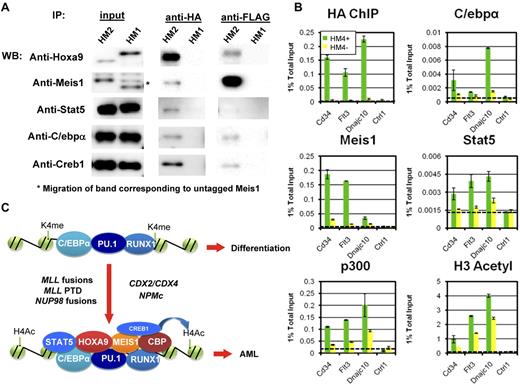 Figure 7. Hoxa9 association with enhanceosomes is associated with coactivator recruitment and histone acetylation. (A) Coimmunoprecipitations performed on Hoxa9/Meis1 transformed cells show that Meis1, Stat5, C/ebpα, and Creb1 immunoprecipitate with Hoxa9. Nuclease-treated extracts from BM cells stably transduced with either TAPTAG-Hoxa9/Meis1 (HM1) or HA-Hoxa9/FLAG-Meis1 (HM2) were immunoprecipitated (IP) with anti-HA Affinity Matrix (Roche Applied Science) or anti-FLAG M2 Agarose (Sigma-Aldrich). Proteins were separated by SDS-PAGE and detected by Western blot (WB) analysis. Meis1, Stat5, C/ebpα, and Creb1 coelute with Hoxa9, whereas Hoxa9, C/ebpα, and Creb1, but not Stat5, coimmunoprecipitate with Meis1. (B) Hoxa9 association is closely correlated with association of other enhanceosome components and histone acetylation at representative sites in Cd34, Flt3, and Dnajc10 loci. ChIP experiments were performed with anti-HA Meis1, C/ebpα, Stat5, P300, and histone H3 pan acetyl Abs on a HA epitope-tagged Hoxa9-ER/Meis1-transformed myeloblastic cell line (HM4) as described in “Experimental procedures.” Green bars represent the PCR signal as a percent of input for ChIP on cells cultured for 96 hours in the presence of 4-OHT, and yellow bars represent ratio for cells cultured for 96 hours in the absence of 4-OHT with the exception of C/ebpα, which was cultured for 168 hours. Two control regions not determined to be bound by ChIP-Seq are shown. Additional data are shown in supplemental Figure 6. (C) Model for Hoxa9 regulation of enhanceosome activity. Hoxa9 interacts with enhanceosomes containing as a result of homeodomain domain–DNA interactions, association with Meis1 (Pbx proteins are not shown but may further enhance binding) and direct or indirect interactions with C/ebpα, Creb1 and Stat5a/b. Binding of Hoxa9 promotes P300/CBP recruitment through the Meis1 C terminal domain and potentially other interactions with enhanceosome-associated TFs. A variety of oncogenic alterations, including MLL fusion proteins, CDX2 or CDX4 overexpression, NPMc or NUP98 fusion proteins enforce high level Hoxa9 expression, making enhanceosome coactivator activity refractory to physiologic differentiation signals. The resulting persistent expression of proliferative target genes such as Flt3, Sox4, Lmo2 and Myb leads to leukemic transformation.