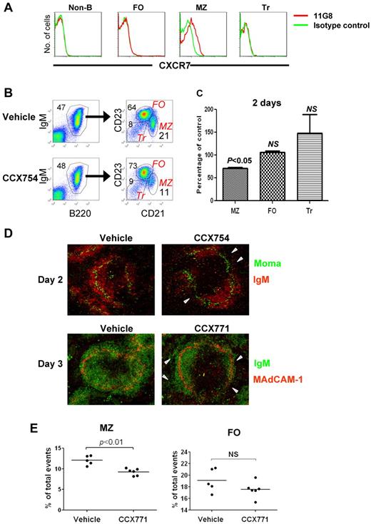 Figure 1. Analysis of CXCR7 expression and function in MZ B cells. (A) Splenocytes were analyzed for expression of CXCR7 by indicated cell population by flow cytometry. Non-B indicates CD19− cells; FO, follicular B cells; MZ, MZ B cells; Tr, transitional B cells (refer to panel B for gating schemes). (B) The percentages of splenic B-cell subsets in mice treated with CCX754 or vehicle for 2 days. The numbers indicate percentages of cells falling in each gate. (C) Changes in the indicated cell subsets after CCX754 treatment for 2 days. Data represent 3 independent experiments, totaling 9 mice (means ± SEM). (D) Splenic frozen sections of indicated mice were stained with fluorescent Abs (indicated). The triangles in the right panel indicate disorganized MZ B-cell band. Original magnification ×10 for all images. (E) Percentages of MZ and FO B cells in mice treated with CCX771 or vehicle for 3 days. Each symbol represents a mouse. Data are representative of 3 separate experiments with similar results. Horizontal bars represent the median values.