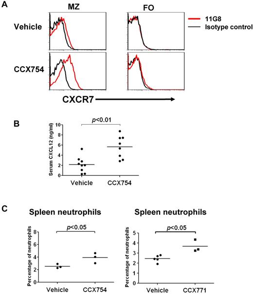 Figure 2. CXCR7 blockers affect CXCL12 availability and neutrophil mobilization. (A) Increased expression of CXCR7 on the cell surface of MZ but not FO B cells in mice treated with CCX754 for 2 days. Data are representative of ≥ 3 similar experiments. (B) Increased serum levels of CXCL12 in mice treated with CCX754 for 2 days. Data are pooled from 3 independent experiments. Each symbol represents a mouse. (C) Frequencies of neutrophils in the spleen of indicated groups were analyzed by flow cytometry. Neutrophils were gated as CD19−Gr-1briCD11b+. Each dot represents a mouse. Data are representative of ≥ 3 separate experiments with similar results. Horizontal bars represent the median values (B and C).