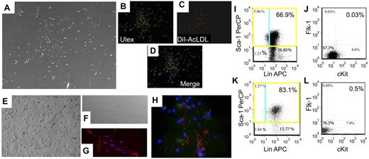 Figure 4. Relaxin increases circulating BMDECs in mice by colony assay and flow cytometry. (A) BMDEC-CFU stimulated by relaxin have characteristics of late outgrowth colonies. BMDEC-CFU are counted after 5 days of culture, and a brightfield view of colonies is shown (original magnification ×100). (B) True BMDEC-CFUs demonstrate Ulex europaeus 1 staining (original magnification ×200). (C) DiI-AcLDL uptake (original magnification ×200). (D) Dual staining in a merged image of Ulex and DiI-AcLDL staining (original magnification ×200). Instead of staining, the BMDEC-CFU cells can be propagated for months. (E) Brightfield view of cells after 3 months of propagation taking on a cobblestone, endothelial, monolayer appearance. (F) Brightfield view of propagated cells that were trypsinized and plated onto a coverslip for immunostaining with anti–VWF and/or anti–MECA-32. (G) Merged image of cells in panel F stained with anti-VWF (red) and the nuclear stain DAPI (blue; original magnification ×400). (H) Merged image of another coverslip stained with anti-VWF (red), anti–MECA-32 (green), and the nuclear stain DAPI (blue; original magnification ×630). (I-K) Mice were implanted with a osmotic pumps pump containing vehicle (I-J) or rhRLX (K-L), and after 5 days the peripheral blood was collected and stained with fluorochrome-conjugated monoclonal antibody to mouse endothelial cell markers Lin, Sca1, cKit, and Flk1. The gated cells were analyzed for Sca-1 and Lin characteristics (I,K), and the subpopulation of Sca1+ cells was analyzed for Flk1 and cKit expression (J,L). Background staining was corrected by use of isotype controls for all markers. Percentages shown are percent of gated cells, not total lymphocytes.