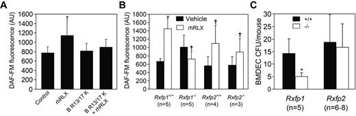 Figure 5. Relaxin activates BMDECs through the RXFP1 relaxin receptor. (A) The peptide B-R13/17K H2 (H2), a relaxin antagonist, was added as indicated to CD34+ BMDECs at a concentration of 1μM in the presence or absence of rhRLX (50 ng/mL). Shown is the DAF-FM fluorescence in arbitrary units (± SD) of 2 wells, 20 cells per well. *P < .002 versus all other treatments. Shown is a representative of 3 experiments. (B) BMDECs were isolated from the BM of wild-type littermates and Rxfp1 or Rxfp2 knockout mice and treated with vehicle (black bars) or rhRLX 50 ng/mL (white bars) for 10 minutes before the determining intracellular bioavailable NO by DAF-FM. The NO fluorescence from at least 20 cells was analyzed for each mouse. Shown is the mean DAF-FM fluorescence in arbitrary units (± SD). *P < .009 versus vehicle treated cells. †P < .05 versus untreated cells. n indicates the number of mice studied. (C) Wild-type (+/+) littermates and Rxfp1 and Rxfp2 knockout (−/−) mice were implanted with osmotic pumps containing rhRLX, and after 5 days their blood was collected and BMDEC-CFU were determined. Shown is the number of BMDECs (± SD). *P < .01 versus Rxfp1+/+. n indicates the number of mice studied.