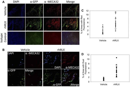Figure 6. Relaxin recruits BMDECs into areas of neovascularization. (A) Chimeric mice (wild-type mice with GFP BM) were implanted with Matrigel pellets impregnated with vehicle or rhRLX, as indicated, and after 7 days the pellets were isolated, embedded in paraffin, sectioned, and stained with DAPI, a pan-endothelial cell antigen monoclonal antibody MECA-32, anti-GFP, or isotype control antibodies as indicated and imaged using conventional fluorescent microscopy. (B) Same as panel A, except that slides were imaged using confocal microscopy. (C) Percentage of area that fluoresces red (by epifluorescence) indicating MECA-32 staining. Shown is average area of 3 fields from 6 different sections from 9 pellets for each treatment. *P < .001 by paired t test. (D) Percentage of area that expresses dual fluorescence (by epifluorescence) indicating dual MECA-32 and GFP staining. Shown is average area of 3 fields from 6 different sections from 9 pellets. *P < .001 by paired t test.