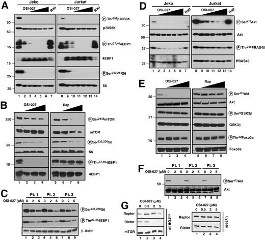 Figure 2. Effects of OSI-027 and rapamycin on phosphorylation of mTORC1 and mTORC2 substrates in malignant human lymphoid lines. (A,D) The MCL line Jeko (left) and T-cell ALL line Jurkat (right) were treated for 8 hours with diluent (lanes 1,8); OSI-127 at 1.25, 2.5, 5, 10 or 20μM (lanes 2-6 and 9-13, respectively); or 10nM rapamycin (lanes 7,14). Whole cell lysates28 were then subjected to SDS-PAGE followed by immunoblotting with antibody that recognizes the indicated antigen. (B,E) Jeko cells were treated for 24 hours with diluent (lanes 1,5); OSI-127 at 0.5, 2, or 5μM (lanes 2-4); or rapamycin at 1, 10 and 100nM (lanes 6-8). Cell lysates26 were then subjected to SDS-PAGE followed by immunoblotting with antibody that recognizes the indicated antigen. (C,F) Samples from 3 MCL patients were treated for 24 hours with diluent or OSI-127 at 2 and 5μM. After SDS-PAGE, cell lysates were probed as indicated. (G) After Jeko cells were treated with the indicated OSI-027 concentration for 24 hours, mTOR immunoprecipitates (top) or cell lysates (bottom) were probed as indicated.