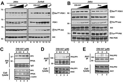 Figure 3. Effects of OSI-027 in Akt Thr308 phosphorylation and Akt-associated phosphatases. (A) Jeko (left) and Jurkat (right) cells were treated for 8 hours with diluent (lanes 1,8); OSI-127 at 1.25, 2.5, 5, 10 or 20μM (lanes 2-6 and 9-13, respectively); or 10nM rapamycin (lanes 7,14). Whole cell lysates28 were then subjected to SDS-PAGE followed by immunoblotting with antibody that recognizes the indicated antigen. (B) Jeko cells were treated for 24 hours with diluent (lanes 1,5); OSI-127 at 0.5, 2, or 5μM (lanes 2-4); or rapamycin at 1, 10 and 100nM (lanes 6-8). Cell lysates26 were then subjected to SDS-PAGE followed by immunoblotting with antibody that recognizes the indicated antigen. (C) After a 24-hour treatment with OSI-027, Akt immunoprecipitates (top) or cell lysates (bottom) from Jeko cells were probed with antibodies to PP1 and PP2A as indicated. (D, E) After a 24-hour treatment with OSI-027, immunoprecipitates of Akt2 (D) or Akt1 (E) from Jeko cells were probed for PHLPP isoforms as indicated. Additional experiments (not shown) indicated that PHLPP1 failed to immunoprecipitate with Akt1 and PHLPP2 failed to immunoprecipitate with Akt2.