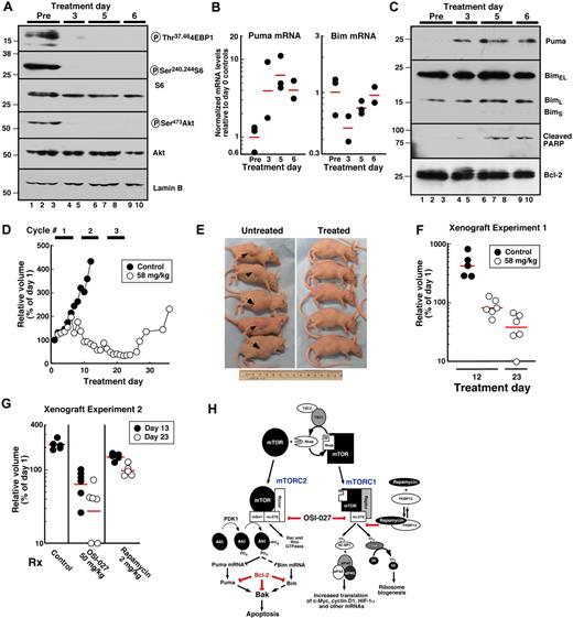 Figure 7. Activity of OSI-027 against Jeko xenografts in vivo. (A,C) Whole cell lysates prepared49 from separate xenografts of untreated mice (lanes 1-3) or xenografts harvested 4 hours after treatment with OSI-027 on day 3 (lanes 4,5), day 5 (lanes 6-8) or day 6 (lanes 9,10) were subjected to SDS-PAGE and probed with antibodies to the indicated antigen. (B) qRT-PCR for Bim and Puma mRNA in xenografts harvested before treatment (Pre) or on days 3, 5 and 6 at 4 hours after OSI-027. Each symbol represents the mean of 3 values from 1 xenograft. Horizontal bars, geometric mean of samples from that day. (D) Mice bearing established xenografts were treated with 3 cycles of OSI-027 at 58 mg/kg orally on a 6 days on/2 days off schedule. Results shown are the geometric mean of 5 masses from control mice and 6 masses in 5 treated mice, with each value normalized to its pretreatment value. The mass that became undetectable was arbitrarily assigned a value of 10% of its pretreatment value. (E) Appearance of Jeko xenografts in diluent- and OSI-027–treated mice on day 12 when control animals needed to be killed because masses had reached institutional limits for size. (F) Relative volumes of each Jeko xenograft on day 12 when control animals were killed and on day 23 at the end of treatment. (G) Relative volumes of Jeko xenografts on day 13 (when control animals needed to be killed, closed circles) and day 23 (end of treatment, open circles) in a separate xenograft experiment in which animals were randomized to diluent, OSI-027 50 mg/kg or rapamycin 2 mg/kg on days 1-6, 9-14, and 17-22. Horizontal bars, geometric mean of 6 (OSI-027) or 5 (other groups) mice in treatment group. (H) Proposed mechanism of cytotoxicity of OSI-027 in lymphoid cells. Steps inhibited by rapamycin, OSI-027 and Bcl-2 are shown. Dashed lines indicate that up-regulation of Bim is more variable than Puma among different lymphoid cell lines.