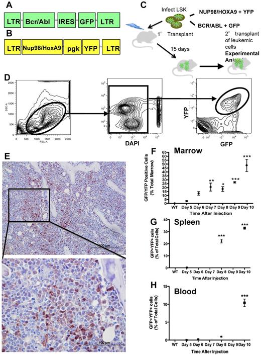 Figure 1. Murine model of bcCML. (A) Murine stem cell virus construct containing BCR/ABL and GFP. (B) MSCV construct containing Nup98/HoxA9 and YFP. (C) Schematic representation of the transplant strategy used to produce the leukemic mice used. (D) Flow cytometric gating strategy to identify leukemic cells as GFP+ and YFP+. (E) Representative anti-GFP immunohistochemistry of the femur's marrow space at the metaphysis. GFP is visualized by brown staining, with a hematoxylin counterstain. Top panel: 20× objective; bottom panel: 60× objective. (F) Flow cytometric data represent bcCML cells as a percentage of total marrow mononuclear cells. (G) Flow cytometric data representing bcCML cells as a percentage of total spleen. (H) Total peripheral blood mononuclear cells over the course of 10 days. *P ≤ .05. **P ≤ .01. ***P ≤ .001. n = 5 mice per time point. Bar represents SEM in this and subsequent experiments.