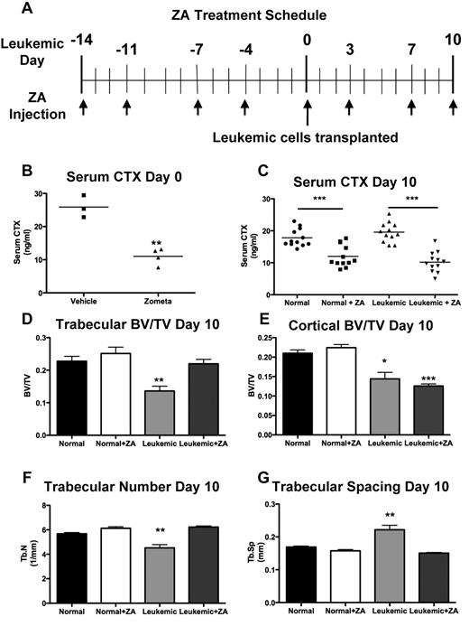 Figure 6. ZA rescues trabecular, but not cortical, bone loss. (A) Schematic for the treatment schedule of leukemic and normal mice with ZA. Leukemia was initiated on day 0 after 2 weeks of ZA treatment. Arrows indicate injection of ZA. (B) Serum CTX levels in normal mice after 2 weeks of treatment with ZA. (C) Serum CTX levels in normal and leukemic mice after the ZA treatment schedule. (D) Trabecular bone volume/total volume. (E) Cortical bone volume/total volume. *P < .05 (F) Trabecular number. (G) Trabecular spacing in normal or leukemic mice as quantified by micro-CT analysis after treatment with ZA. **P ≤ .01. ***P ≤ .001. (D-G) n = 4 mice per treatment group.