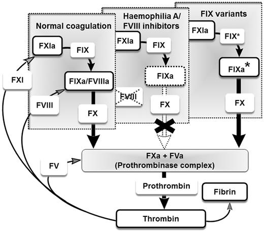 Figure 1. Restoring the intrinsic amplification loop. Illustration of the intrinsic amplification loop in the presence of FVIII for hemophilia A, in the case of inhibitors to FVIII, and in the absence of FVIII when the coagulation cascade is restored by FIX variants (FIX* or IXa* for activated FIX variants).