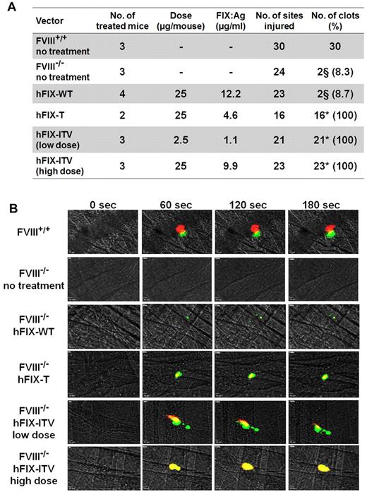 Figure 5. Effect of hFIX variants on thrombus formation after laser-induced injury of small cremaster vessels in FVIII-KO mice. (A) Results overview. (B) Representative immune fluorescence images showing the progression of thrombus formation by intravital microcopy after laser-induced vessel wall damage over the course of 180 seconds for each treatment group. Platelet deposition and fibrin generation in arterial and venous thrombi were visualized using an anti-CD41 Alexa Fluor 647– (red) and an anti-fibrin Alexa Fluor 555–labeled Ab (green). §Small, slow progressing clots. *P < .001 according to Fisher exact test including Bonferroni adjustment for multiple comparisons.