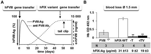 Figure 6. Testing of hFIX variants in the presence of FVIII-inhibitory Abs. (A) Schematic illustration of the experiment. Anti-hFVIII Abs were induced by nonviral gene transfer of 50 μg/mouse of pSL1180-HCR/hAAT-FVIIIΔB vector by hydrodynamic liver-directed delivery into FVIII-KO mice. After confirming the absence of FVIII antigen and activity and the presence of high titers of anti-hFVIII Abs, mice received hFIX-T, hFIX-ITV, or hFIX-WT minicircle gene transfer (25 μg/mouse). (B) Blood loss assay after tail dissection at 1.5-mm diameter in FVIII-KO mice with inhibitory Abs. Blood loss was measured by optic density measurement at 492 nm of hemoglobin lost over a period of 10 minutes. hFIX expression levels were determined by FIX ELISA. **P < .01 according to ANOVA with Dunnett test for multiple comparisons with the corresponding FIX-WT group.