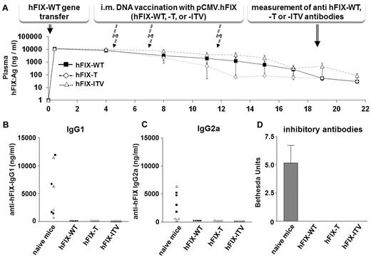 Figure 7. Immunogenicity of hFIX variants. Mice were either made tolerant to hFIX-WT by nonviral gene transfer into the liver or were left naive as controls. (A) Graph showing hFIX-WT expression in groups of BALB/c mice over time. The different arrows indicate the vaccination events with variants T (n = 5), ITV (n = 6), and WT (n = 5) and the time point for Ab measurement. For vaccination leading to the induction of Abs, we injected 500 μg/mouse of pCDNA3.1.CMV-hFIX-WT, hFIX-T, or hFIX-ITV into both tibialis anterior muscles. The procedure was repeated twice at the indicated time points to boost Ab development. Four weeks after the last immunization boost, Ab titers were measured by anti-hFIX Ig-specific ELISAs for IgG1 (B) and IgG2a (C). Depending on the treatment group, hFIX-T, hFIX-ITV, or hFIX-WT was used for coating to allow detection of epitope-specific Abs. (D) For the Bethesda assay, we used an hFIX variant (ITV) that included all tested amino acid exchanges for the detection of functional epitope-specific Abs.